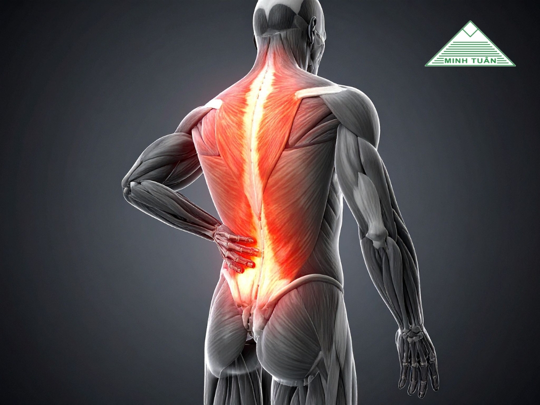 Ghế Khung Lưới Có Giúp Giảm Đau Lưng Không? Sự Thật Từ Chuyên Gia Nội Thất